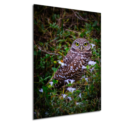 Burrowing Owl in the Wild – A Florida Treasure in Cape Coral Print The Americas Wall Art Photography Aluminum/Acrylic/Metal/Canvas
