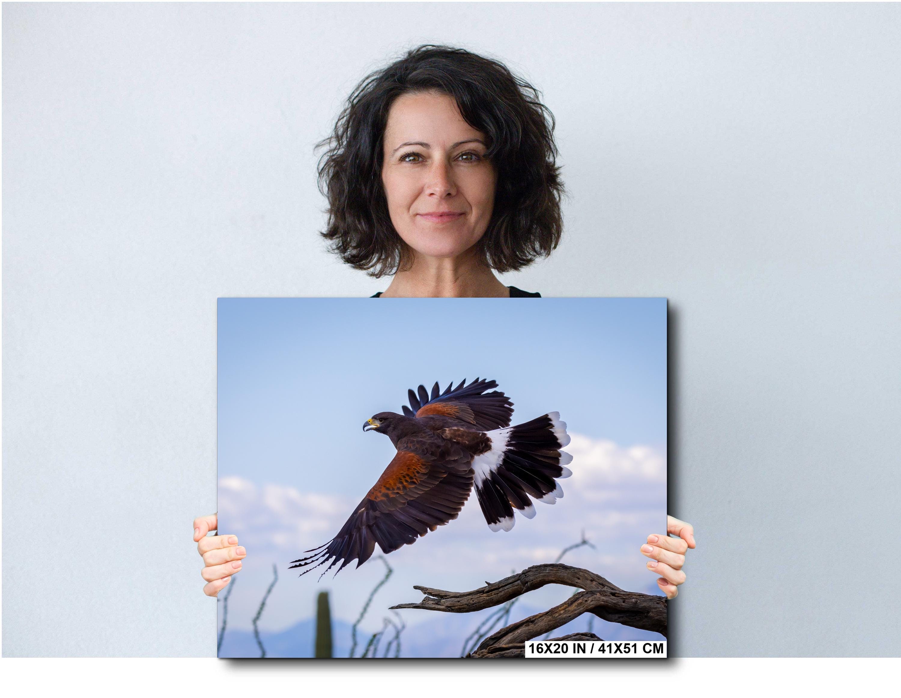 Harris's Hawk Desert Flight Photography: Southwest Wildlife Art Print