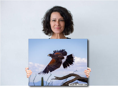 Harris's Hawk Desert Flight Photography: Southwest Wildlife Art Print