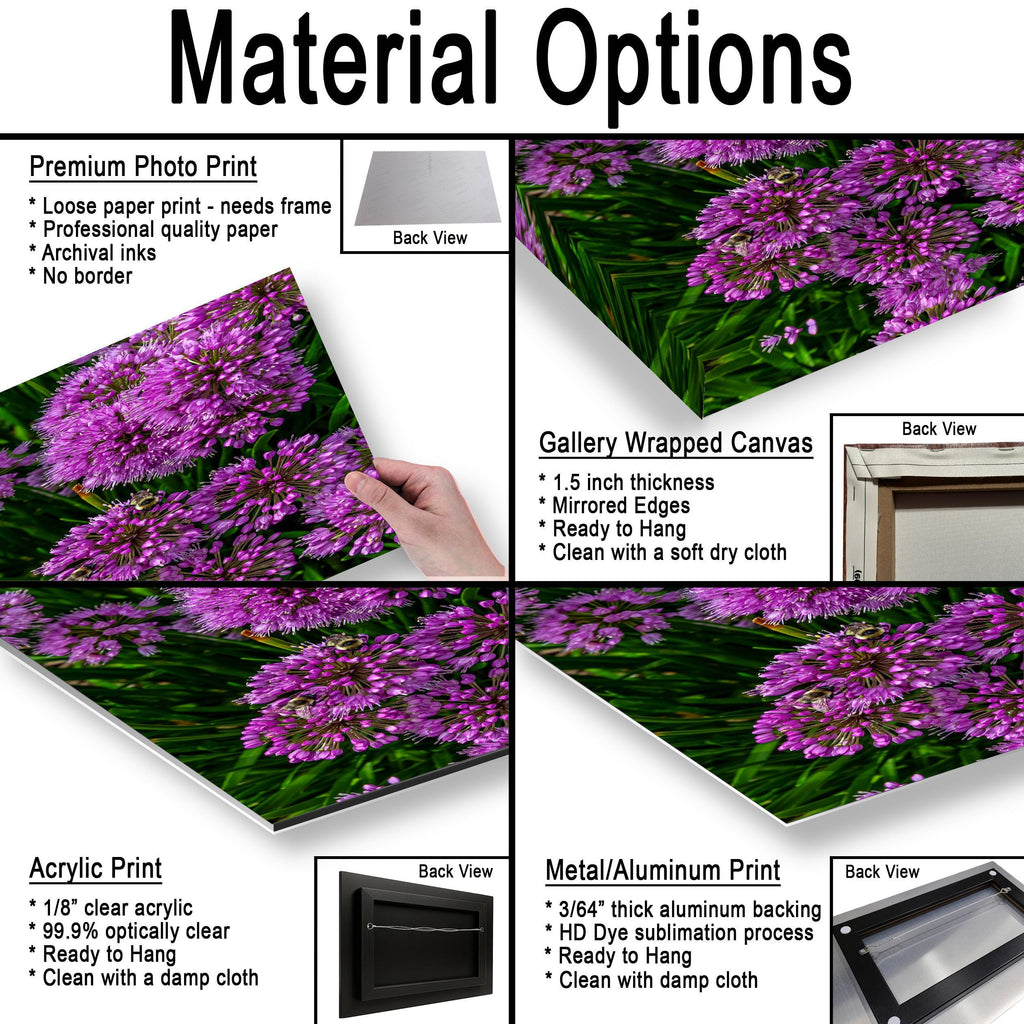 Purple Allium Blooms: Botanical Macro Flower Garden Photography Wall Art