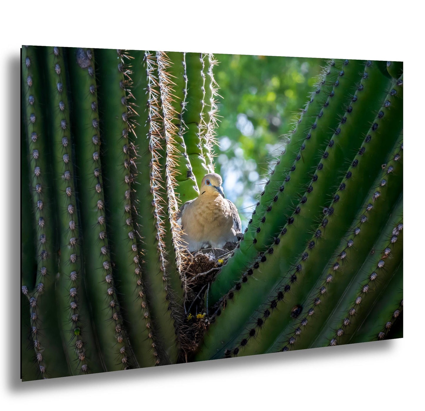 Mourning Dove in Saguaro Cactus Nest Arizona Desert Wildlife