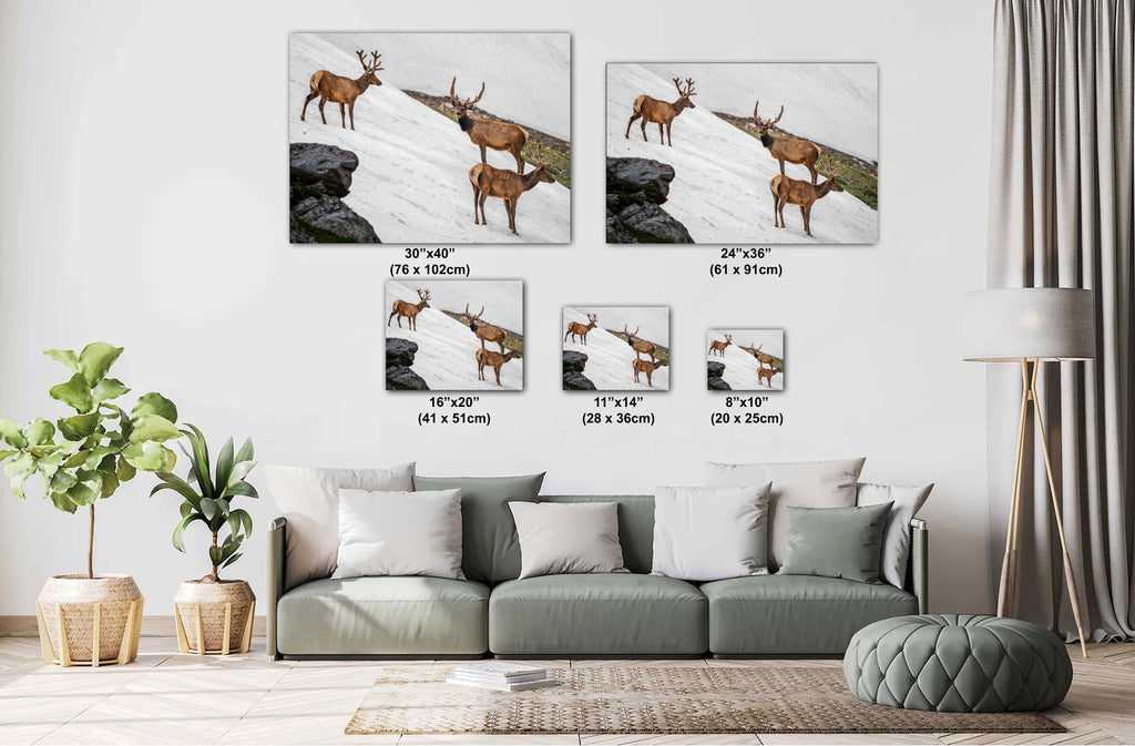 Bull Elk Trio on Summer Snow Rocky Mountain National Park Colorado Photo Print, Alpine Wildlife Wall Art Home Decor, Animal Photography