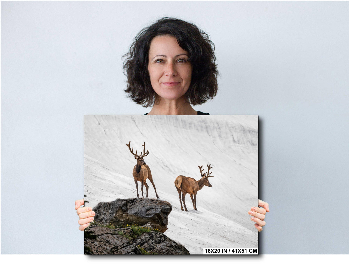 Bull Elk Duo on Summer Snow Rocky Mountain National Park Colorado Photo Print, Alpine Wildlife Wall Art Decor Aluminum/Acrylic/Metal/Canvas