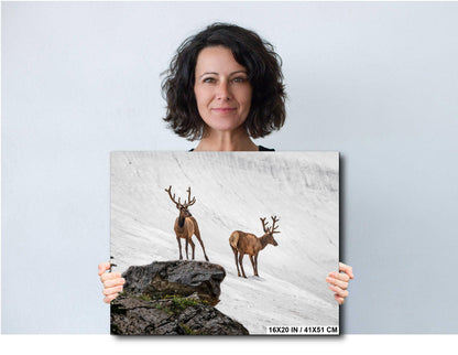 Bull Elk Duo on Summer Snow Rocky Mountain National Park Colorado Photo Print, Alpine Wildlife Wall Art Decor Aluminum/Acrylic/Metal/Canvas