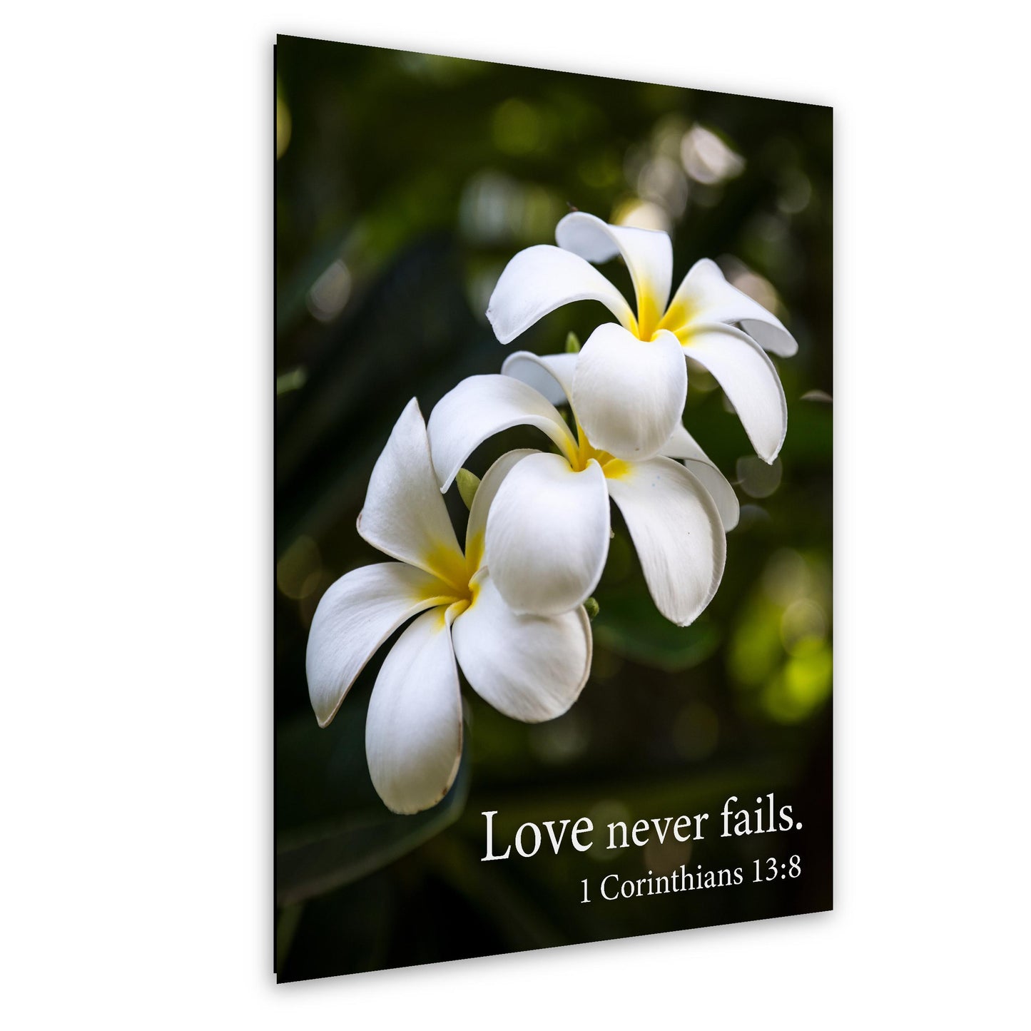 1 Corinthians 13:8 Love Never Fails Bible Quote White Plumeria Flowers Inspirational Photography Print