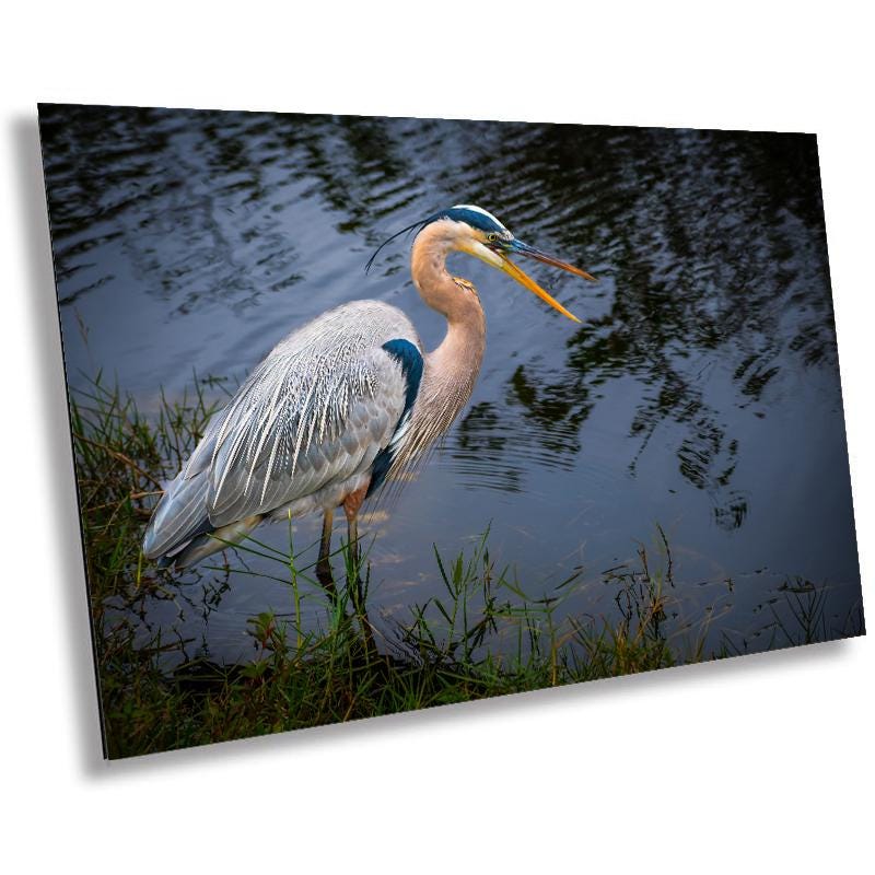 Laughing Blue Heron: Everglades National Park Florida Bird Print Wall Art Photography Animal Wildlife Aluminum/Acrylic/Metal/Canvas