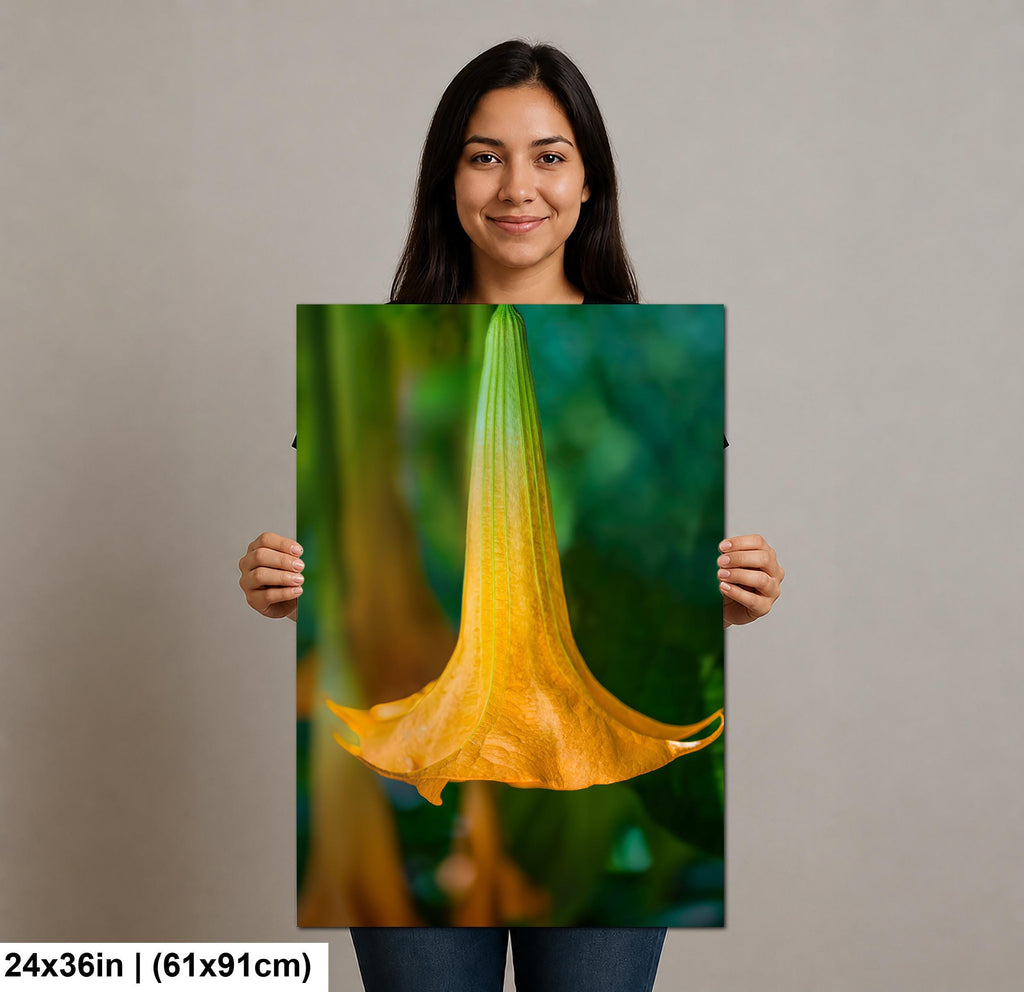 Golden Bell: Angel's Trumpet Flower Botanical Floral Photography Wall Art
