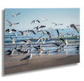 seagull birds in the coast of anna maria island florida wall art photography