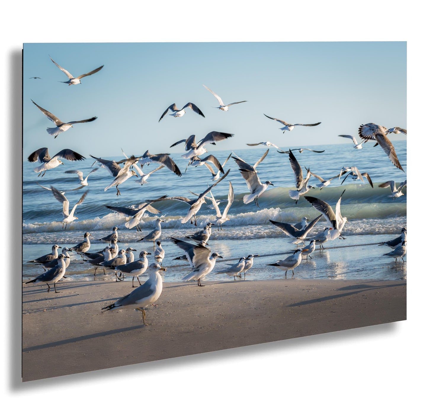 seagull birds in the coast of anna maria island florida wall art photography