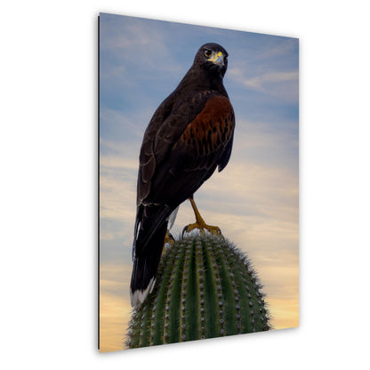 Harris's Hawk Sunset Print: Arizona Desert Bird Photography, Saguaro Cactus Wall Art
