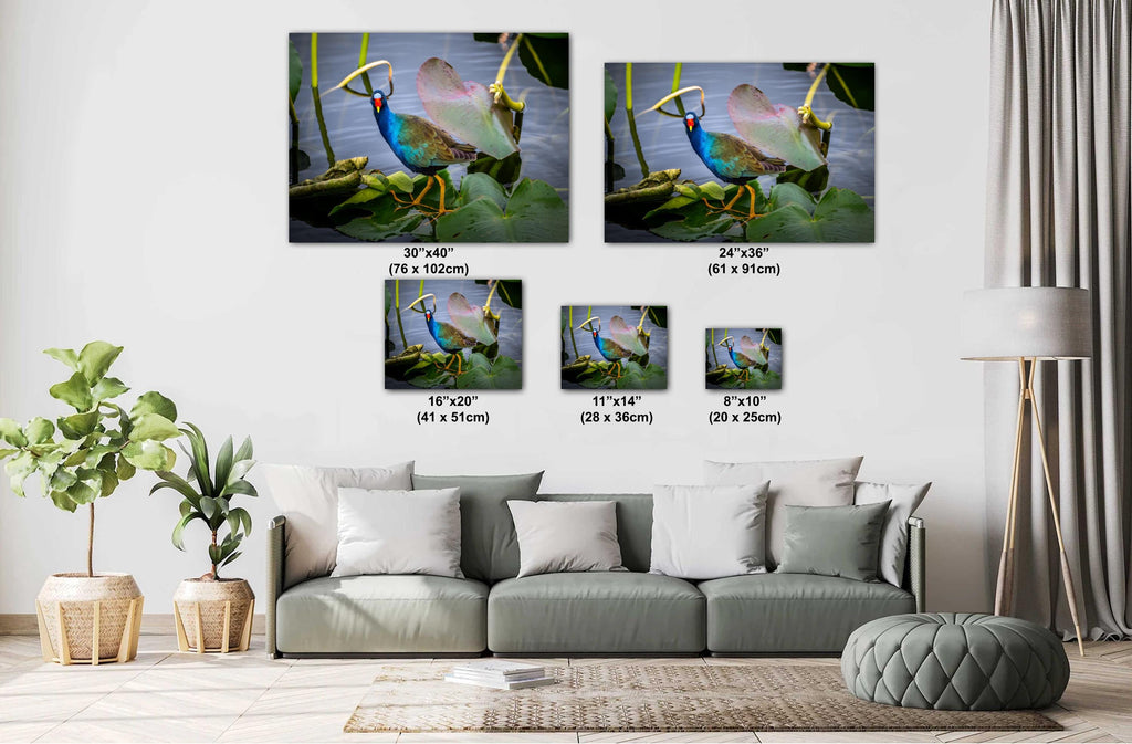 A vibrant photo of an American purple gallinule bird with blue plumage and yellow legs, perched on a lily pad in a watery environment. The image is displayed on a flat surface with a white border.