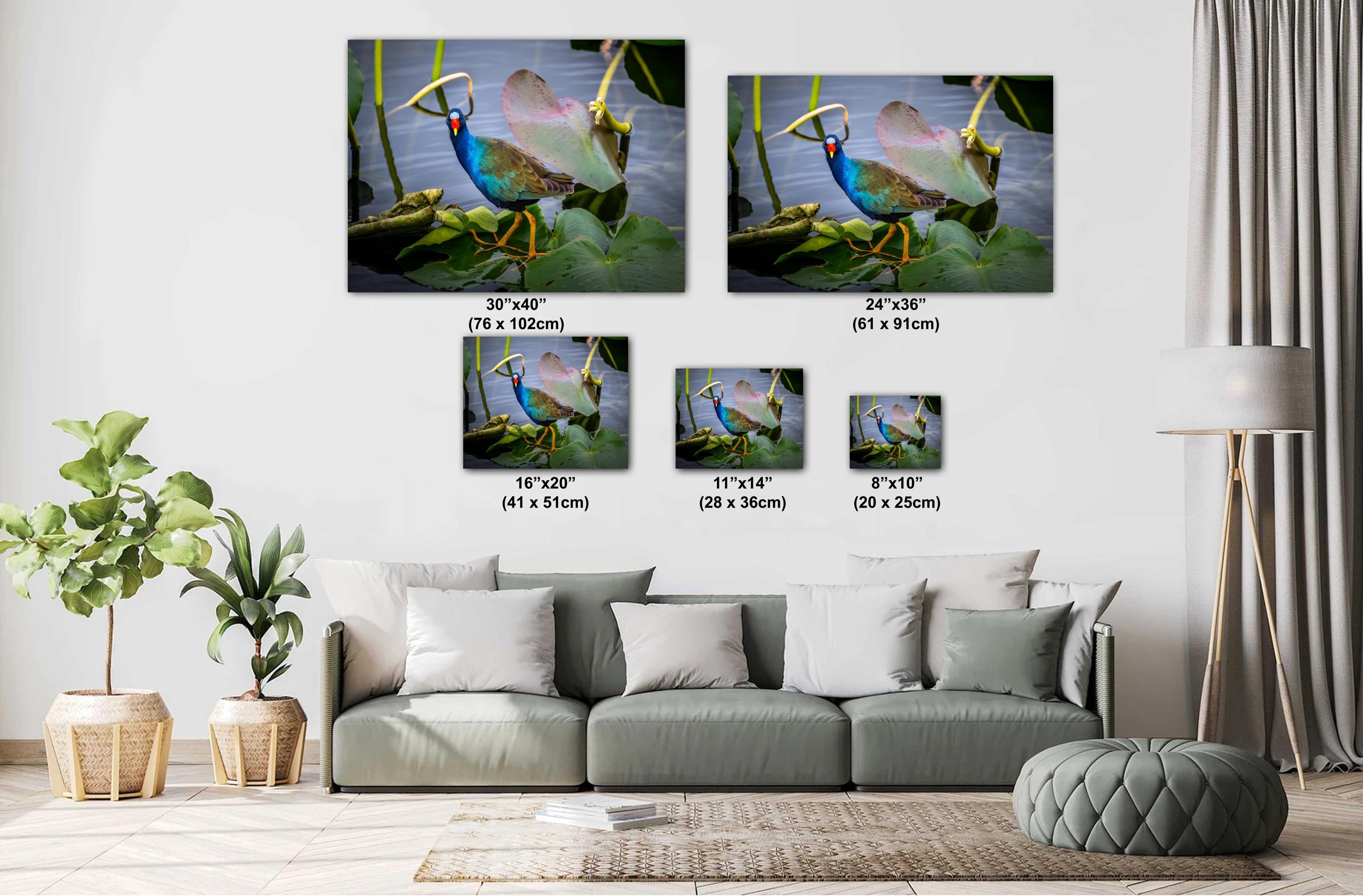 A vibrant photo of an American purple gallinule bird with blue plumage and yellow legs, perched on a lily pad in a watery environment. The image is displayed on a flat surface with a white border.