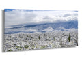 Snow-covered Saguaro National Park with towering cacti and snowy desert landscape under cloudy skies.