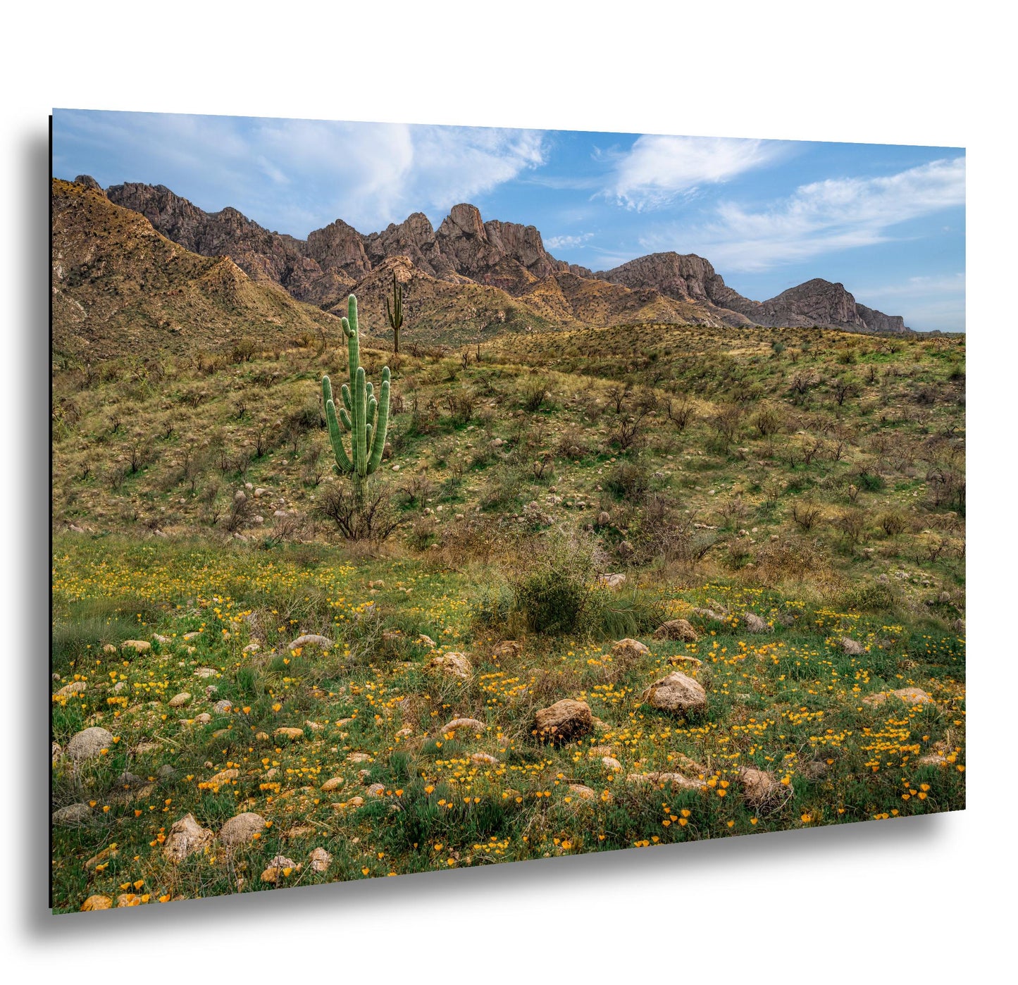 Arizona Desert Spring Wildflowers, Saguaro Mountain Landscape Wall Art, Sonoran Nature Photography Print
