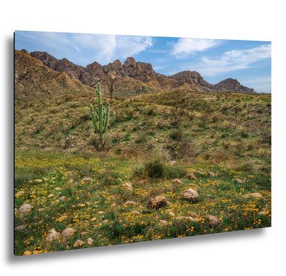Arizona Desert Spring Wildflowers, Saguaro Mountain Landscape Wall Art, Sonoran Nature Photography Print