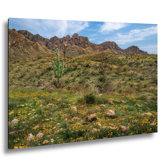 Arizona Desert Spring Wildflowers, Saguaro Mountain Landscape Wall Art, Sonoran Nature Photography Print