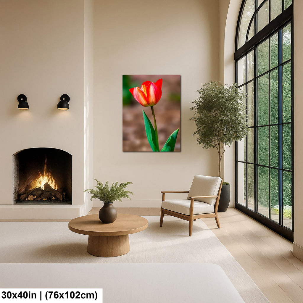 Scarlet Elegance: Red Tulip Flower Botanical Photography Wall Art