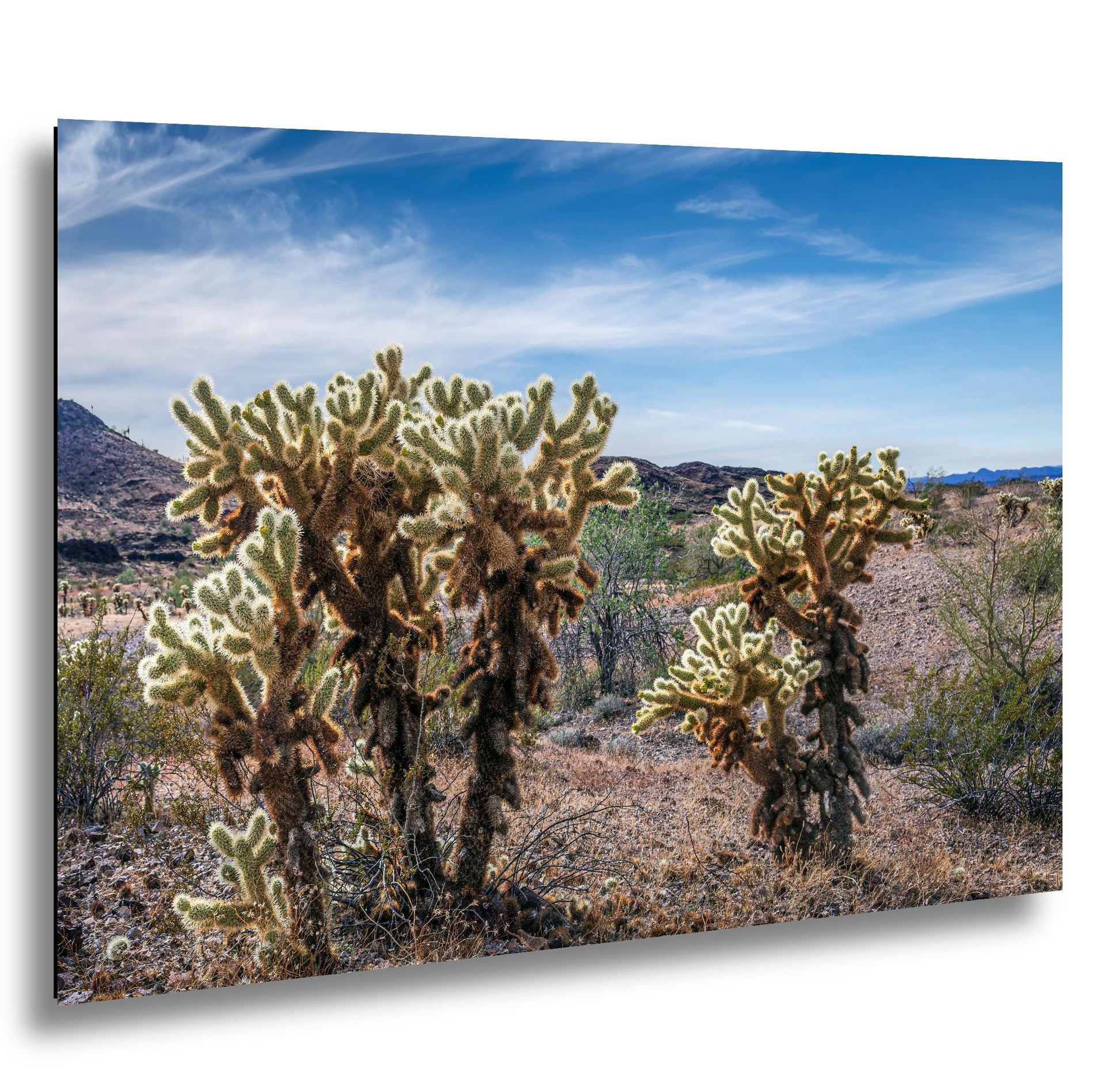 Sonoran Desert Teddy Bear cholla cactus in Arizona landscape with glowing spines and soft desert sky fine art photography.
