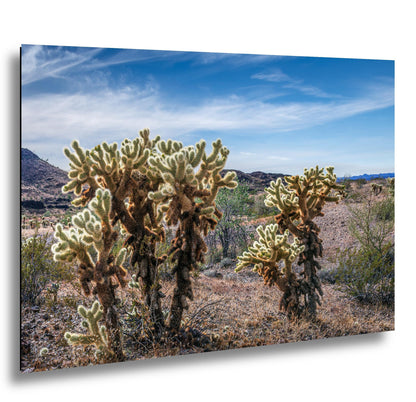 Sonoran Desert Teddy Bear cholla cactus in Arizona landscape with glowing spines and soft desert sky fine art photography.