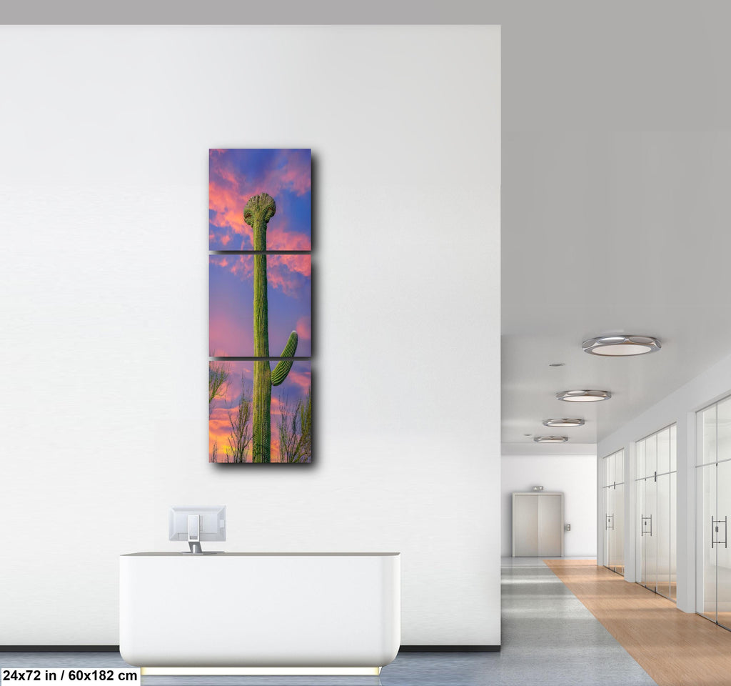 Crested Saguaro Cactus at Sunset - Saguaro National Park East Tucson Photography Print