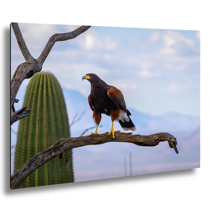 Harris’s hawk on weathered post against blue Arizona sky, close-up with yellow talons.