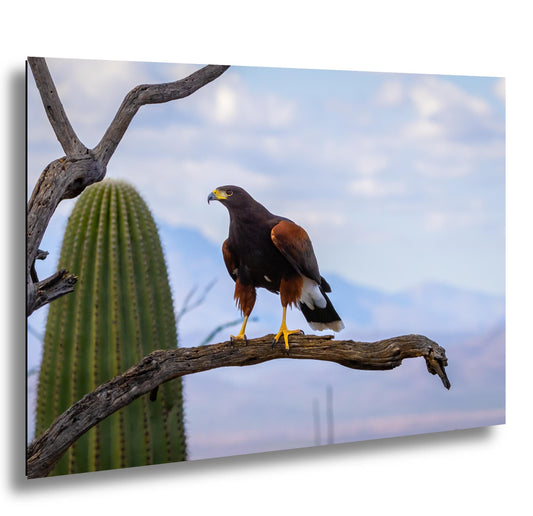 Harris’s hawk on weathered post against blue Arizona sky, close-up with yellow talons.