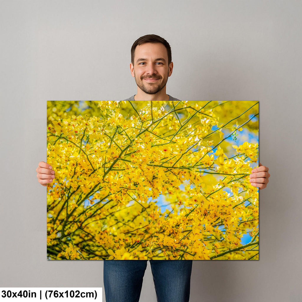 Palo Verde Spring Bloom Photography Print, Saguaro National Park Tucson Arizona, Yellow Desert Flowers Wall Art