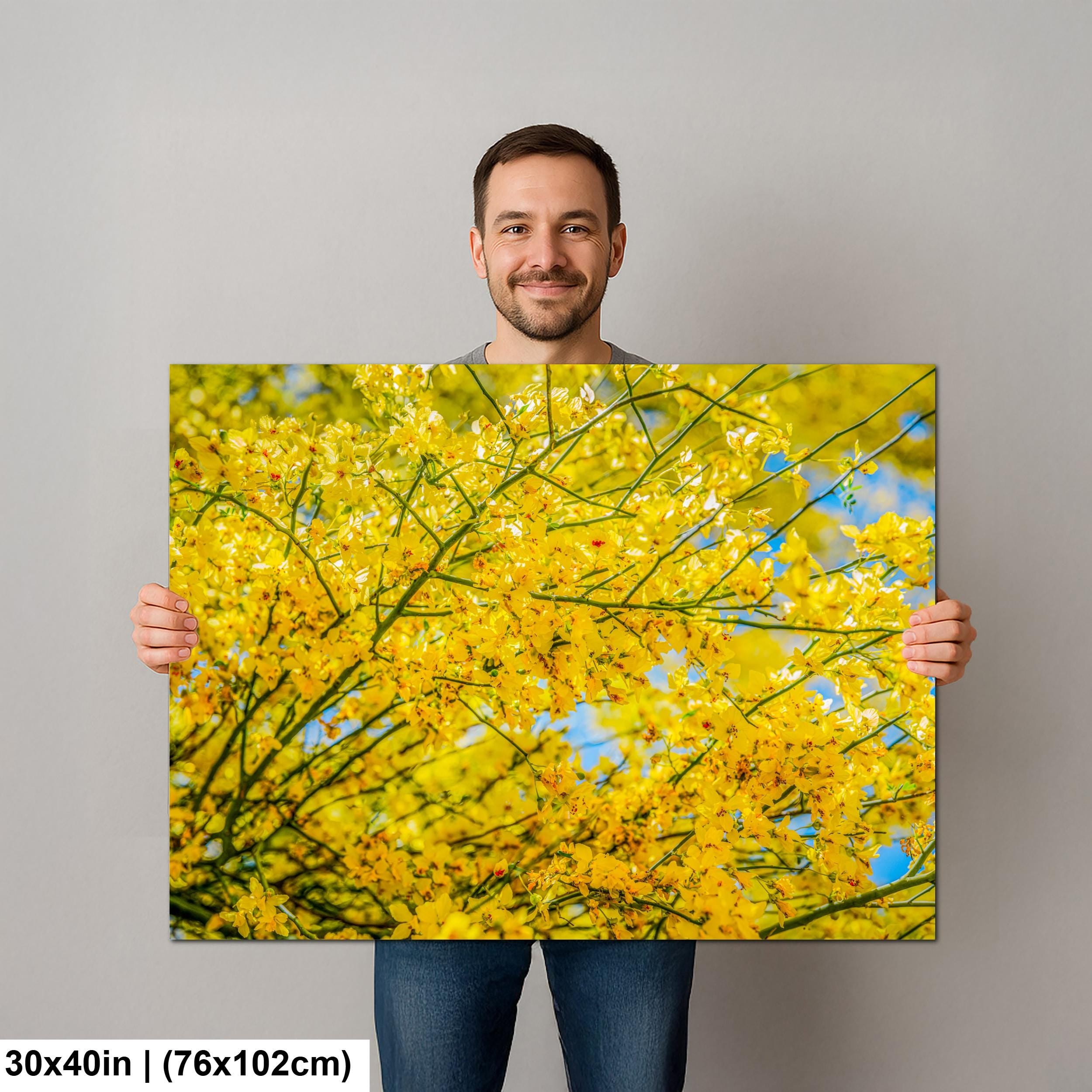 Palo Verde Spring Bloom Photography Print, Saguaro National Park Tucson Arizona, Yellow Desert Flowers Wall Art