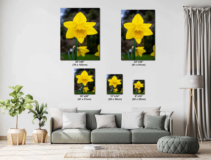 Seattle Washington Yellow Daffodil Spring Flower Bloom Wall Art Photography Print, Photo Botanical Nature Decor Aluminum/Metal/Canvas