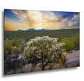 Sonoran Desert Sunset with Cholla Cactus - Catalina State Park Tucson Arizona Photography Print
