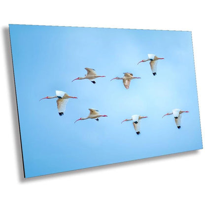 White Ibises Wedge In Flight: American White Ibis in Everglades National Park Florida Print Wall Art Birds Photography Aluminum/Metal/Canvas