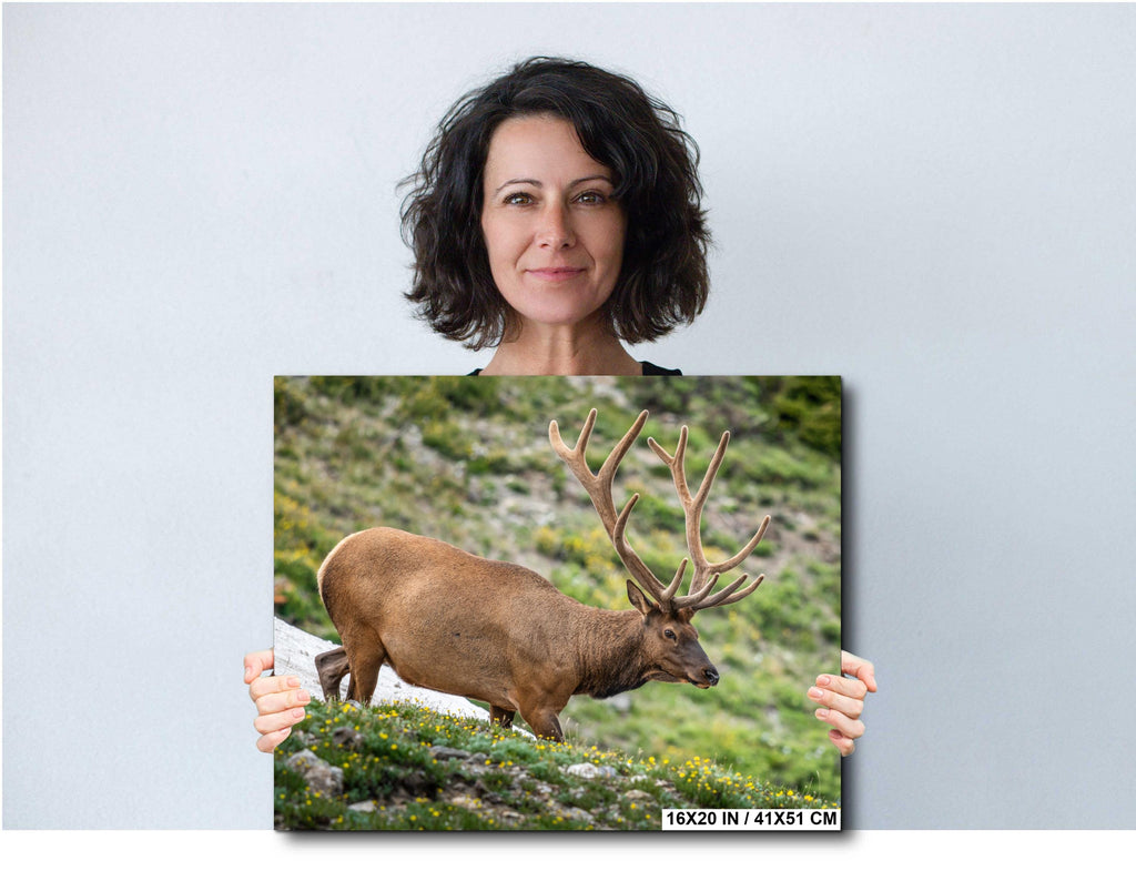 Rocky Mountain National Park Bull Elk in Alpine Wildflowers, Wildlife Wall Art Photography Print, Colorado Mountain Metal Canvas Decor