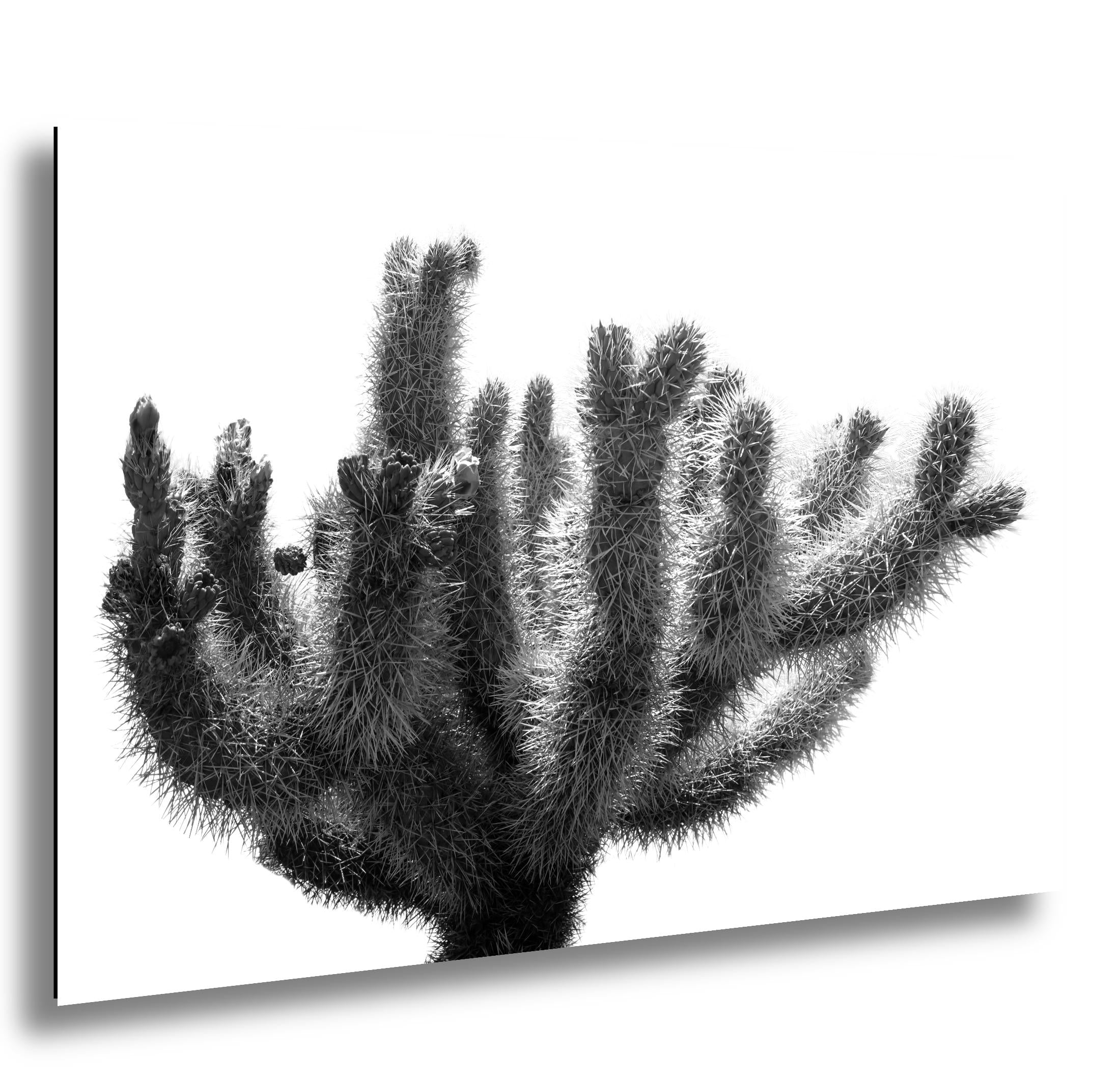 Joshua Tree Cholla Cactus Print: Black and White Desert Photography