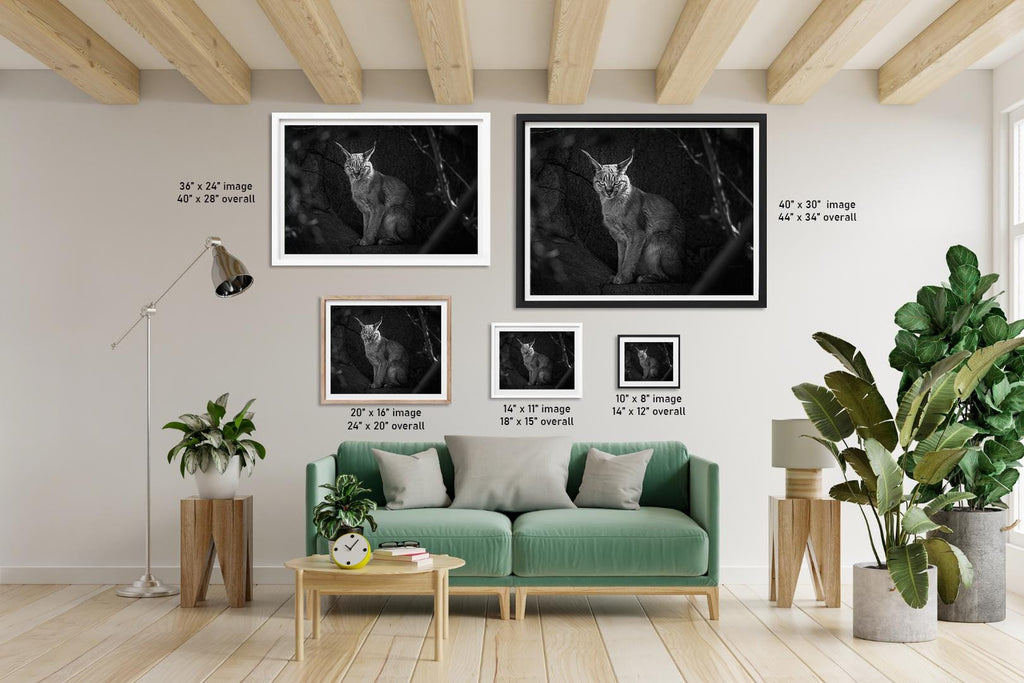 Caracal Wild Cat: African Animal Black and White Photography Wall Art Decor