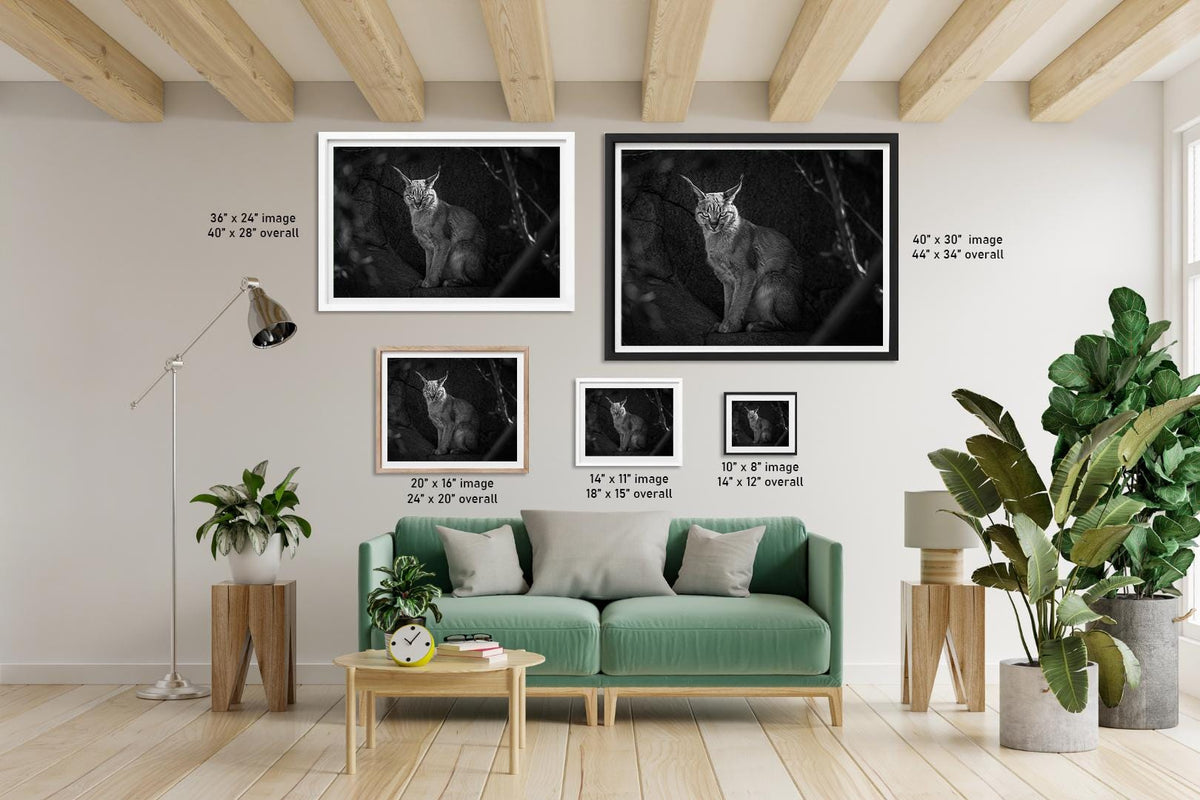 Caracal Wild Cat: African Animal Black and White Photography Wall Art Decor