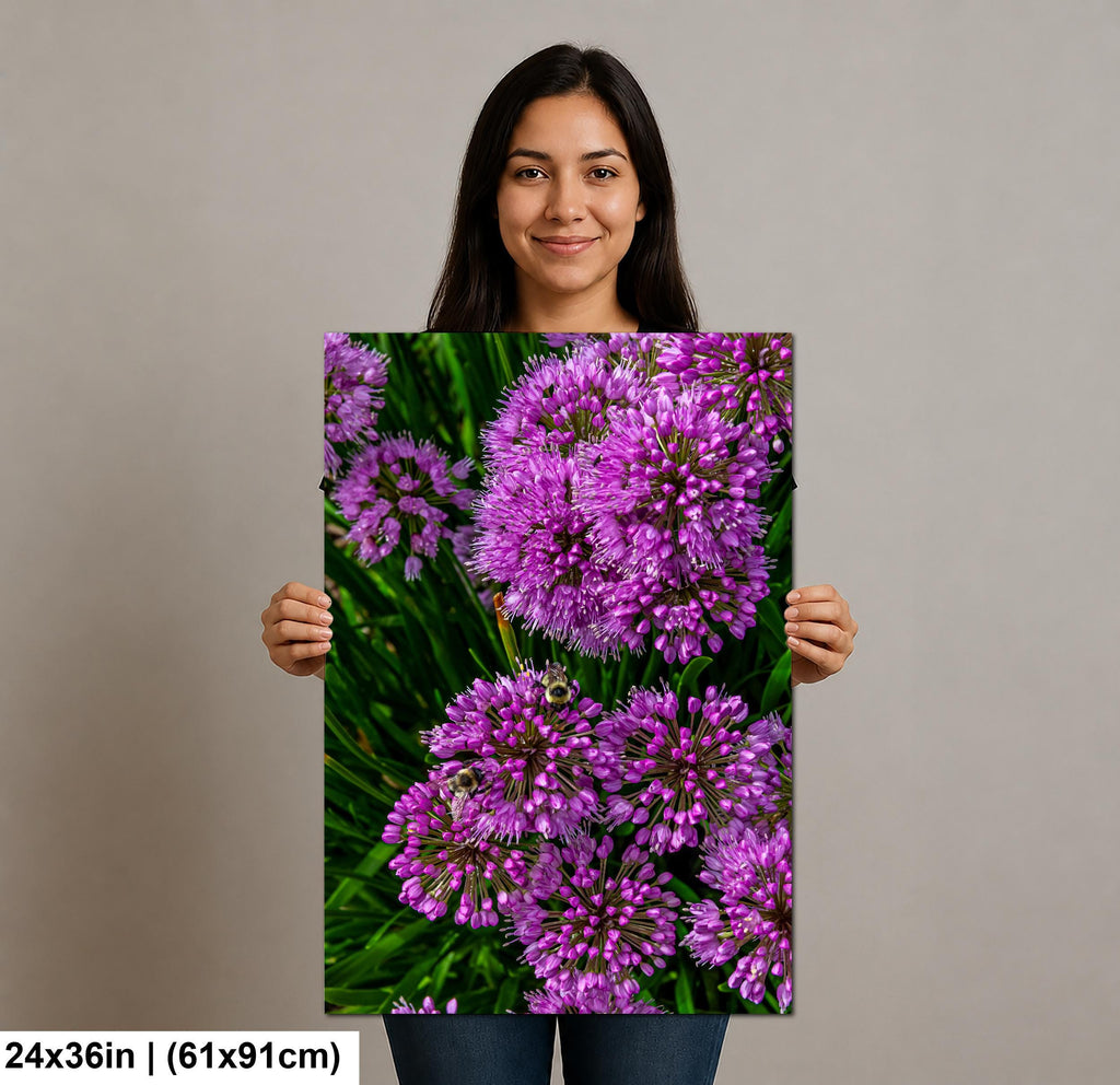 Purple Allium Blooms: Botanical Macro Flower Garden Photography Wall Art