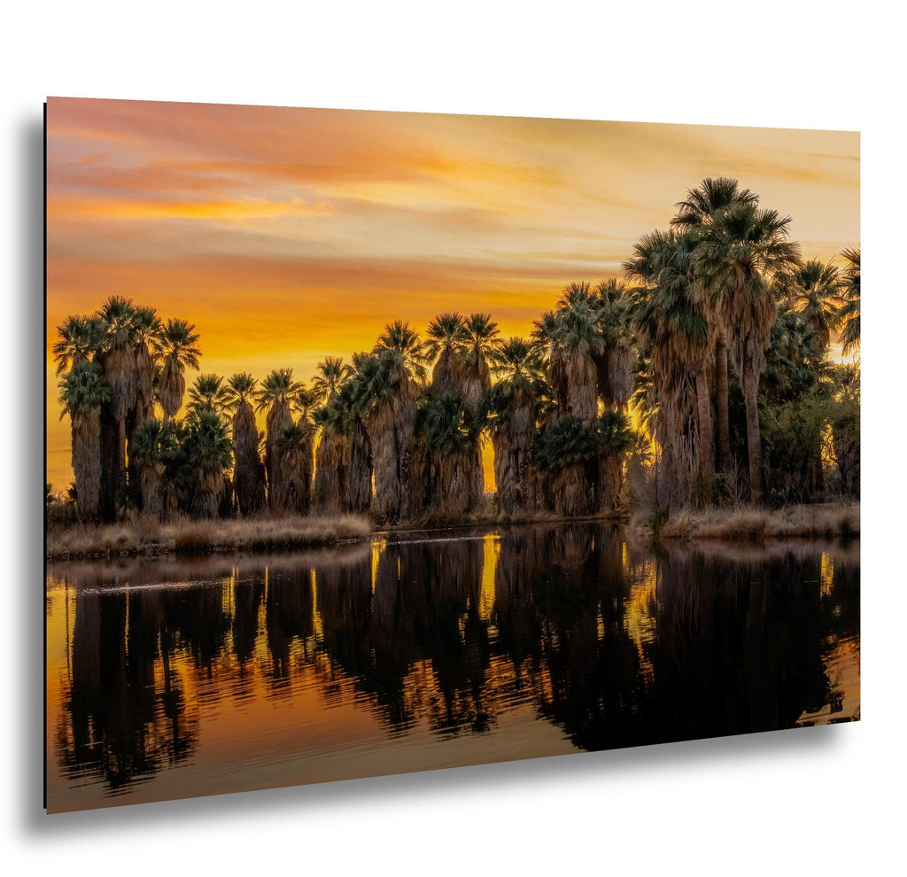 Agua Caliente Palm Grove Sunset Reflection - Tucson Arizona Photography Print