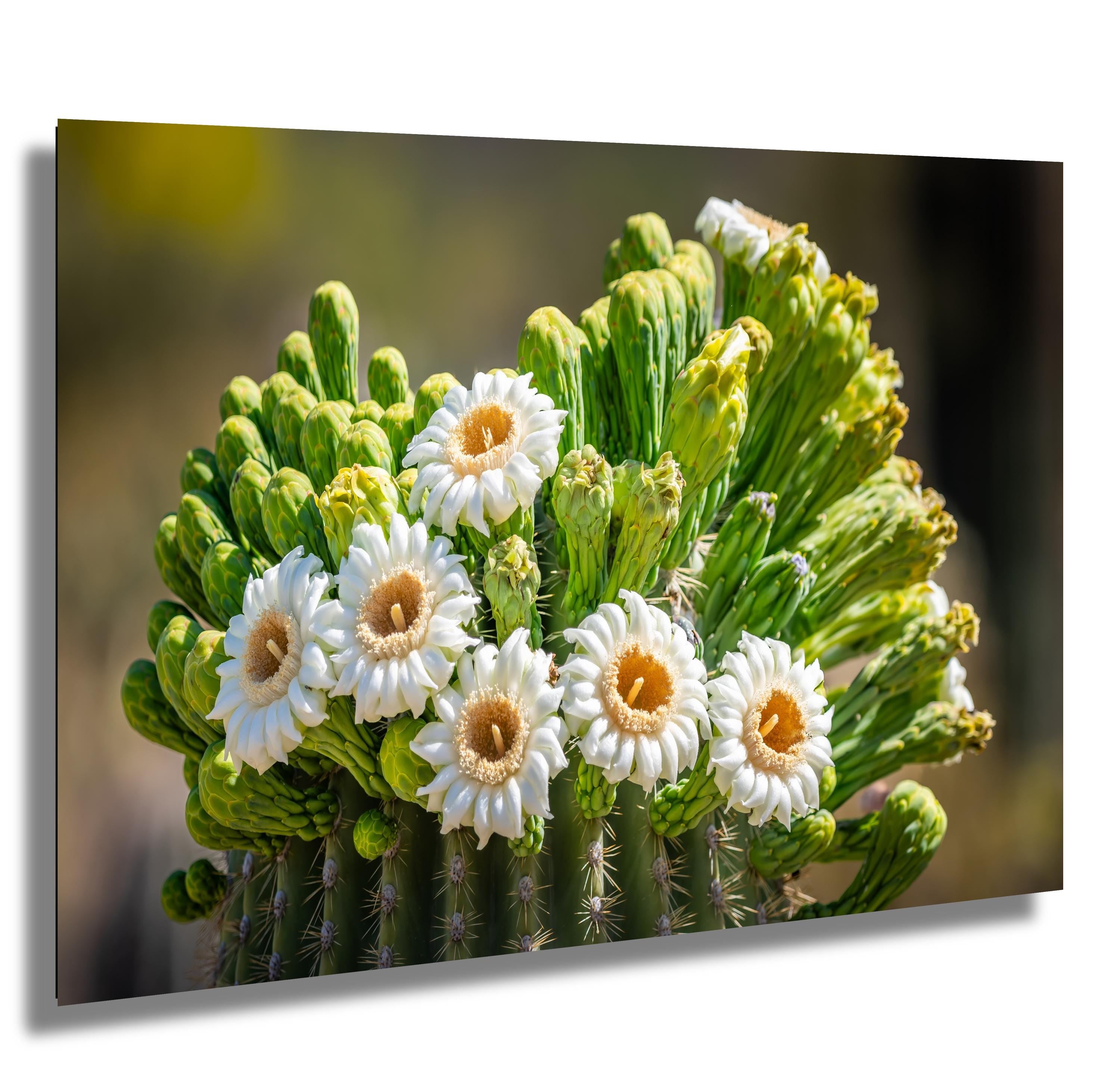 Arizona Saguaro Cactus Flower: Sonoran Desert Nature Photography Wall Art
