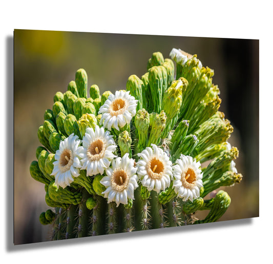 Blooming Arizona Saguaro Cactus Flowers of Spring Wall Art Print Aluminum/Acrylic/Metal/Canvas Tucson Arizona Nature Nature Photography