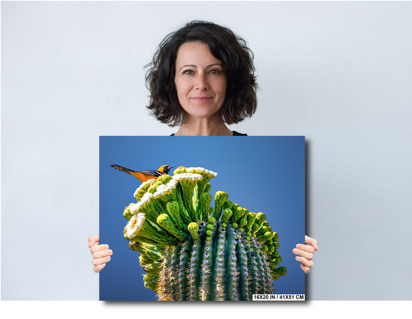Arizona Desert Songbird: Hooded Oriole on Saguaro Cactus Flower Top Wall Art Print Aluminum/Acrylic/Metal/Canvas Bird Nature Photography