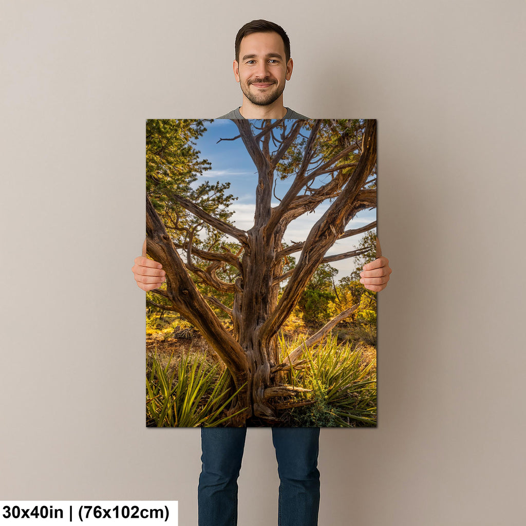 Ancient Juniper Tree in Mesa Verde National Park, Cortez Colorado Photography Print