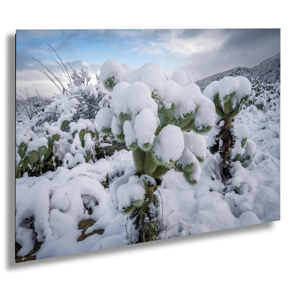 Snowy Cactus Wonderland Print: Arizona Winter Desert Photography