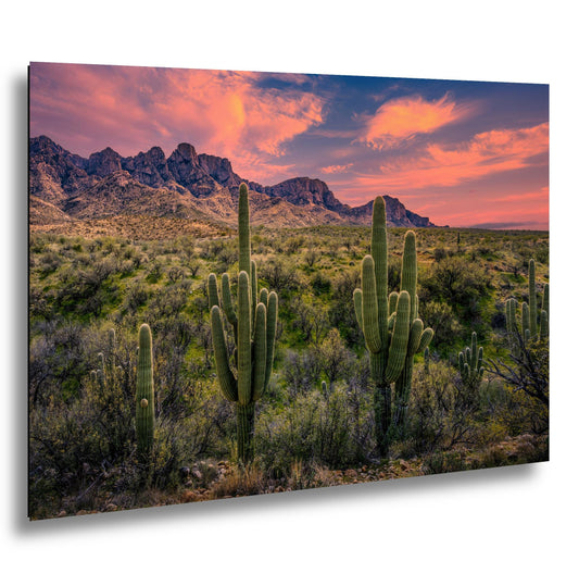 Catalina State Park Saguaro Sunset - Tucson Arizona Desert Mountains Photography Print