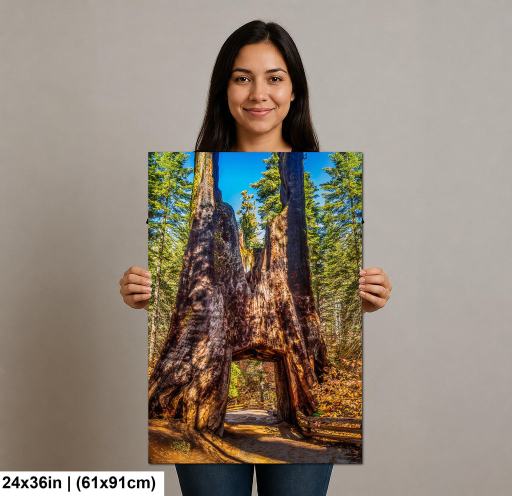 Giant Gateway: Tuolumne Grove Yosemite National Park Photography Wall Art
