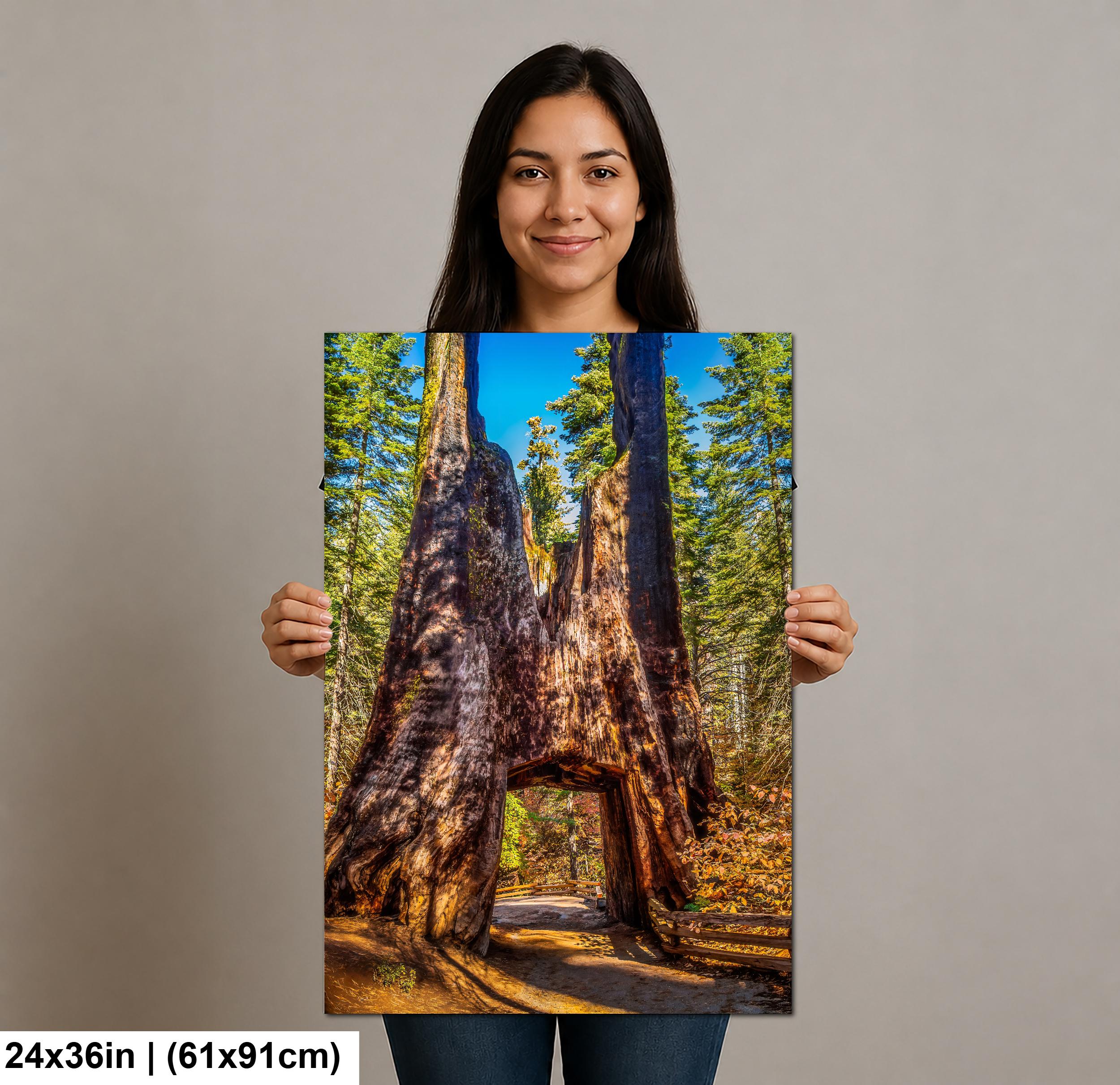 Giant Gateway: Tuolumne Grove Yosemite National Park Photography Wall Art