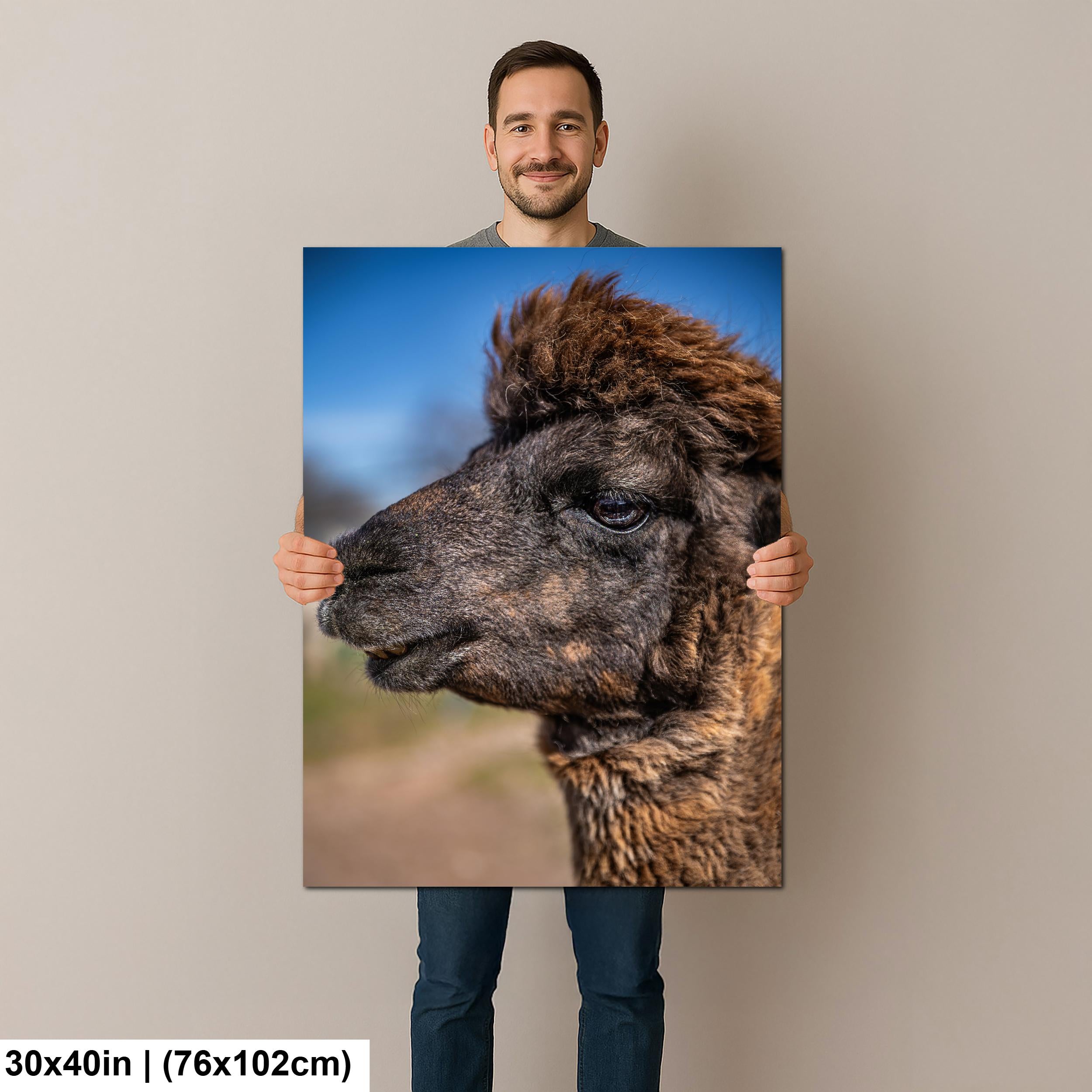 Brown Alpaca Portrait, Tucson Arizona, Photography Print Wall Art