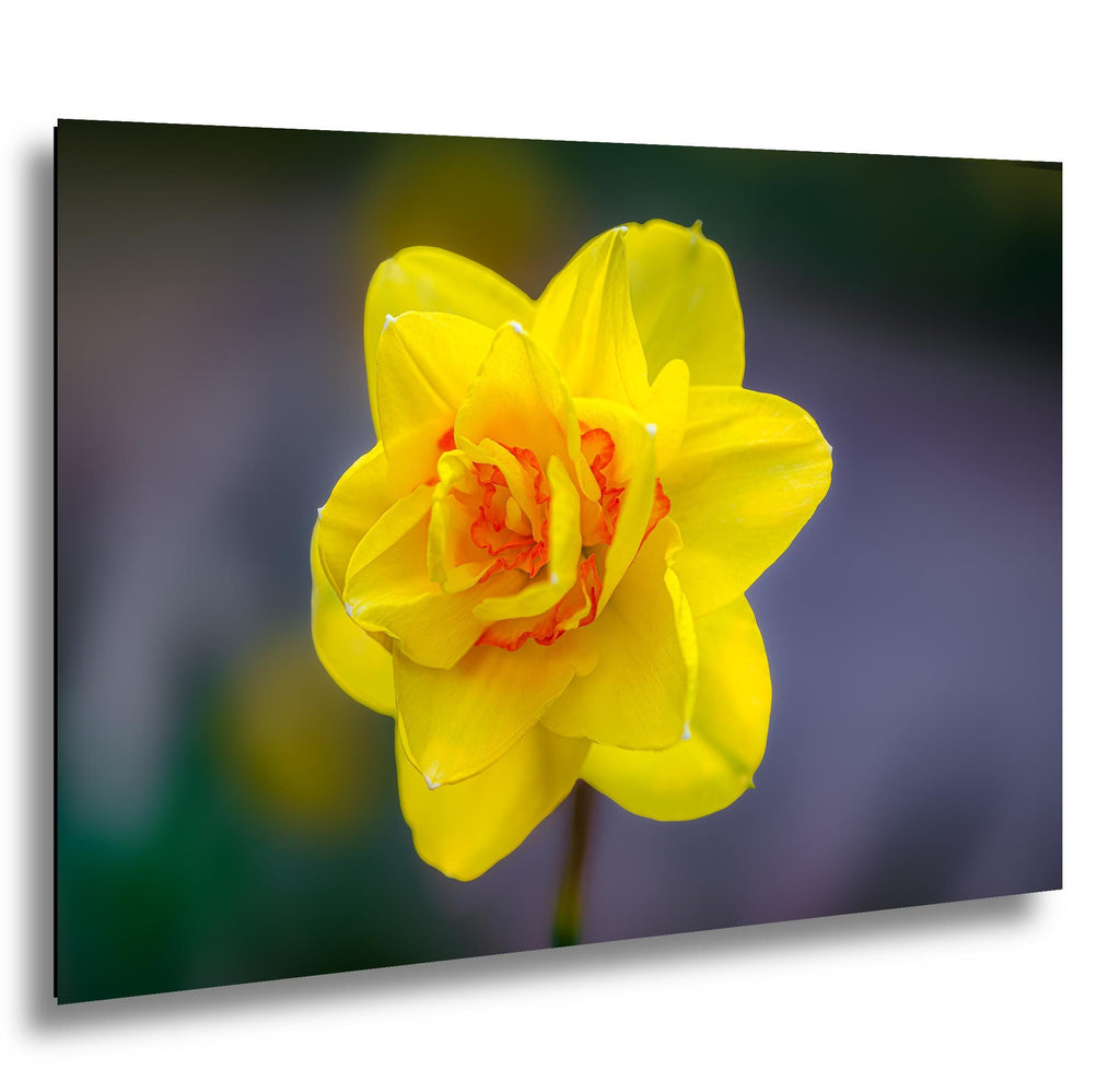 Golden Ruffles: Yellow Daffodil Flower Botanical Photography Wall Art