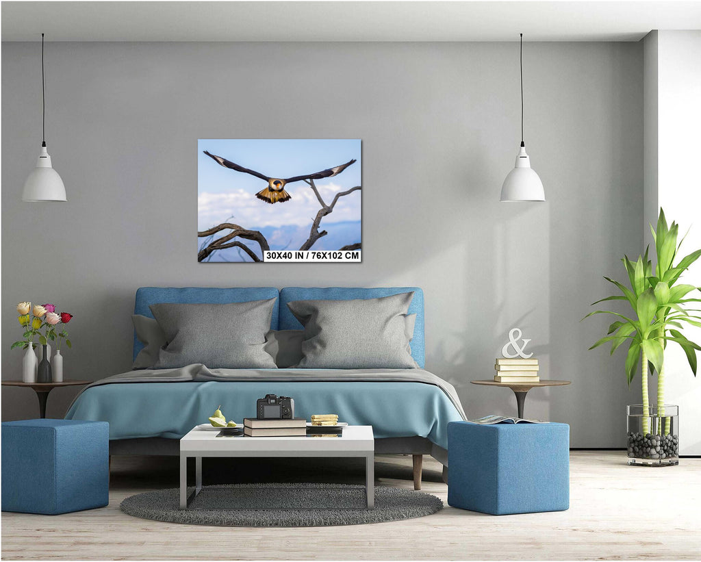 Crested Caracara in Flight: Arizona Desert Wildlife Photography Print