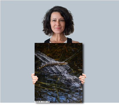 Baby Crock, doo, doo, doo, doo: American Alligator Everglades National Park Florida Print Wall Art Photography Aluminum/Acrylic/Metal/Canvas