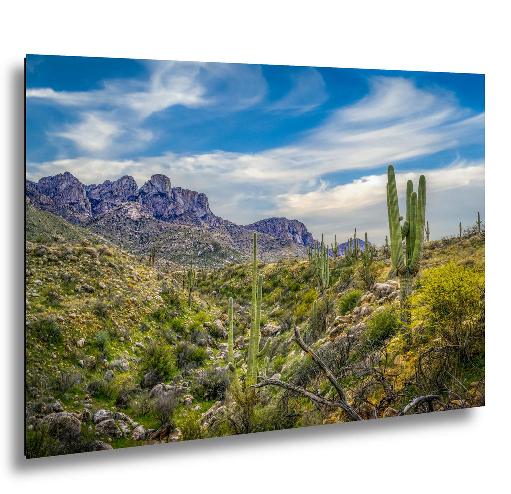Sonoran Desert Valley with Saguaros and Mountains - Catalina State Park Tucson Arizona Photography Print